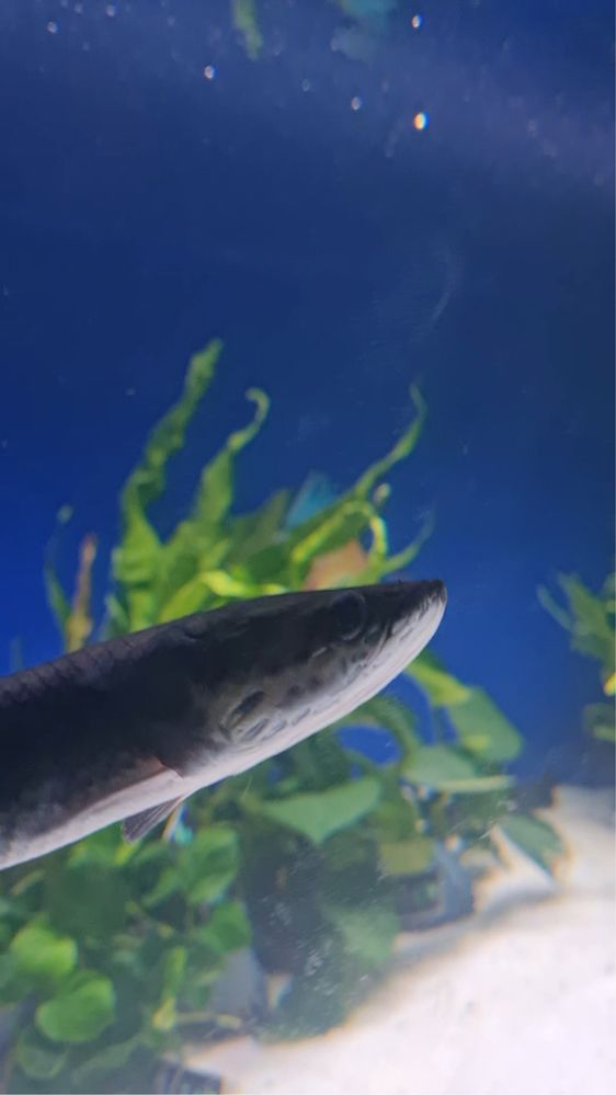 Pirarucu (Arapaima gigas)