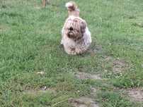 Shih tzu para ..