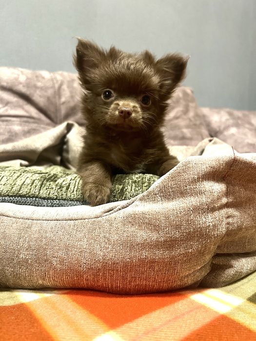 Дівчинка чихуахуа д/ш