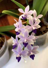 Орхидеи сортовые по 550 грн
