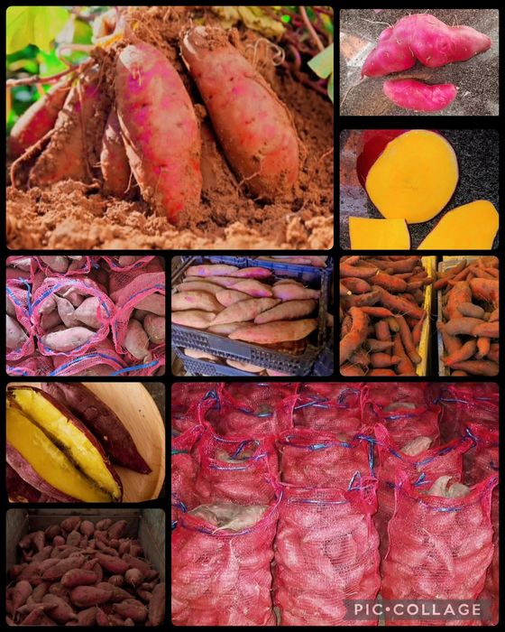 Batata doce e batata nova red lady