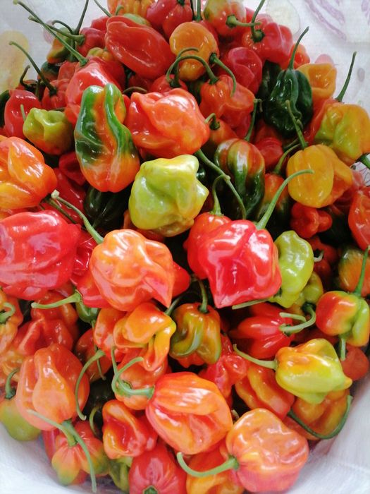 Ají Dulce Venezolano