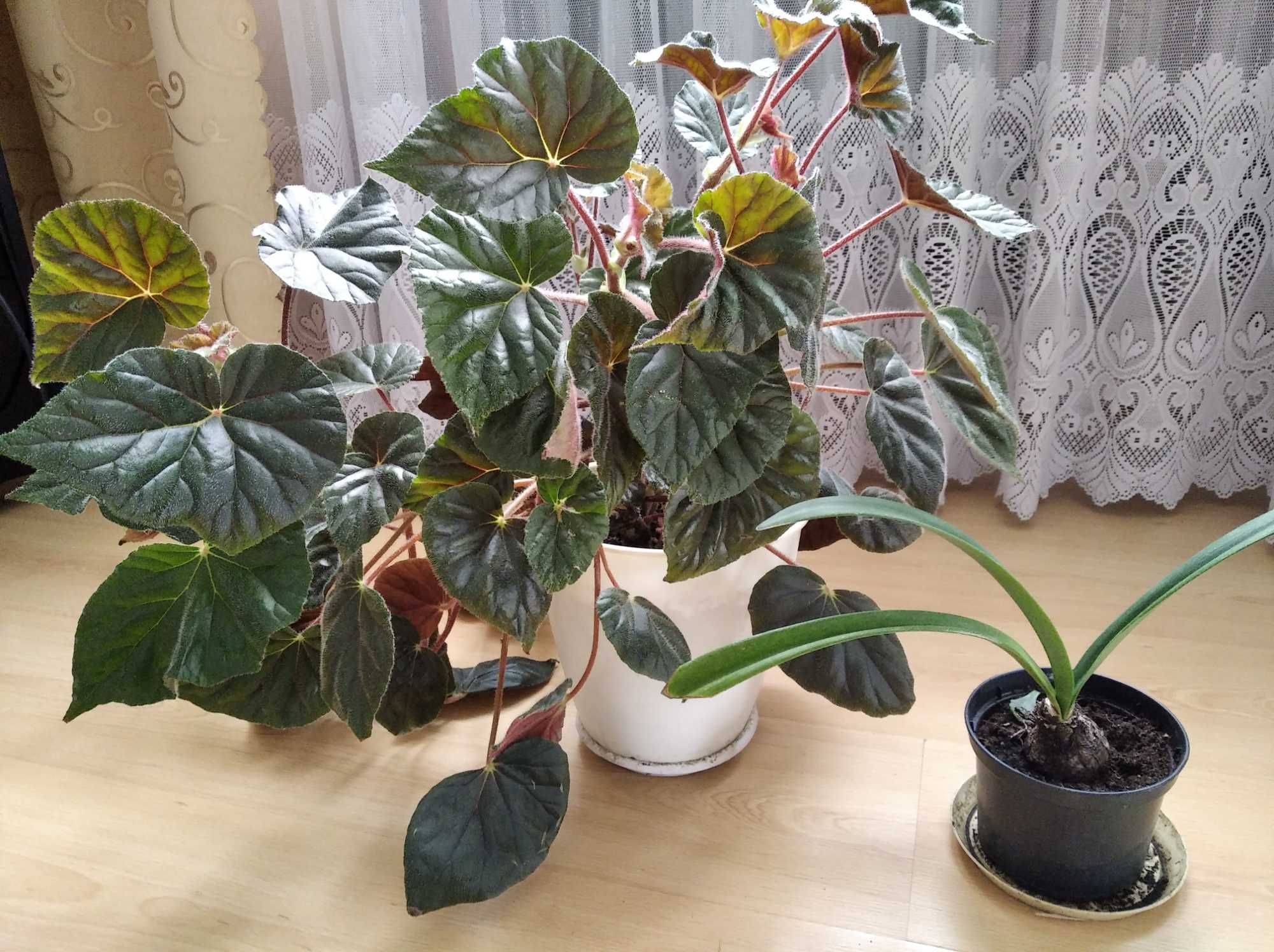 Zestaw begonia rącznikolistna, Begonia i amarylis, kalia anginka