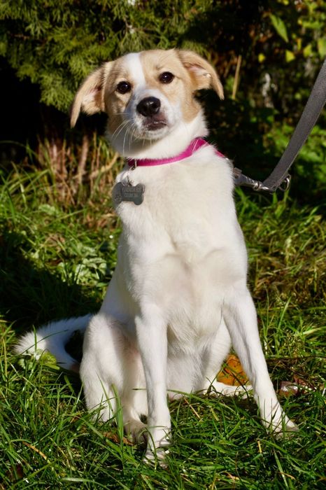 Mała roczna Kiwi czeka na dom