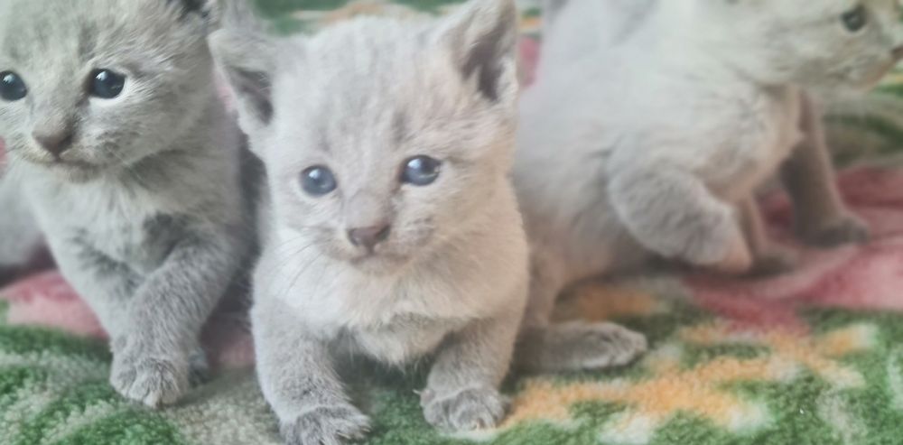 Kocurek rosyjski niebieski