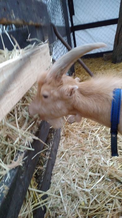 Кози Сімейна ферма розведення утримання