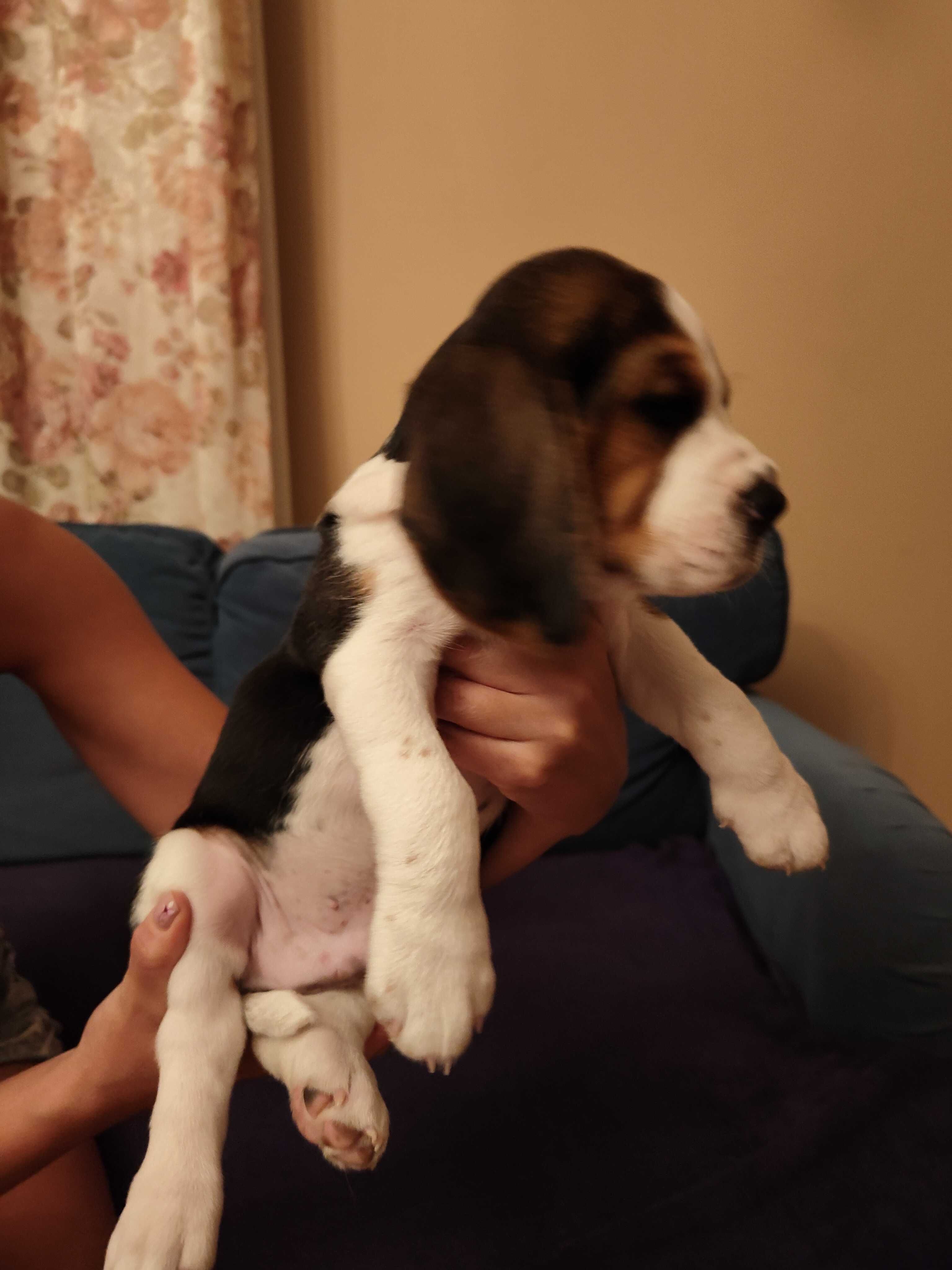 Sprzedam Psa Rasy Beagle