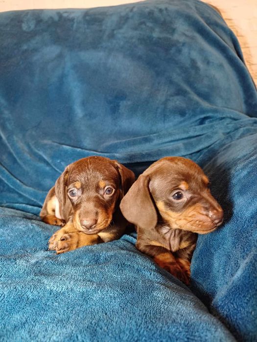 Jamnik czekoladowy krótkowłosy miniatura suczka