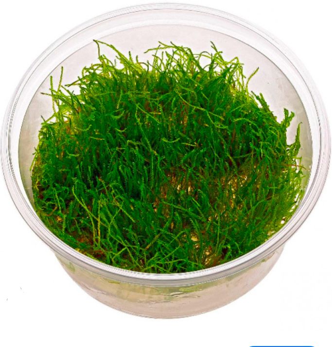 Musgo de Java (100% garantido)