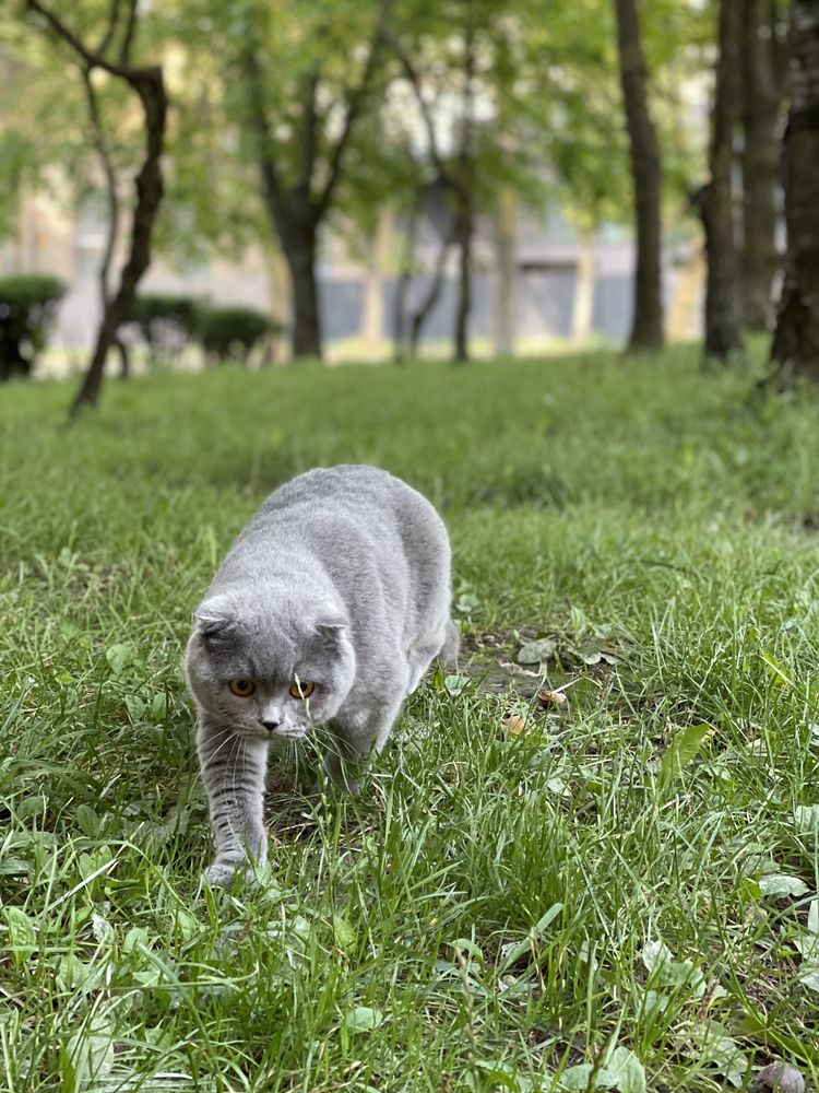 Котики весловухі і прямовухі