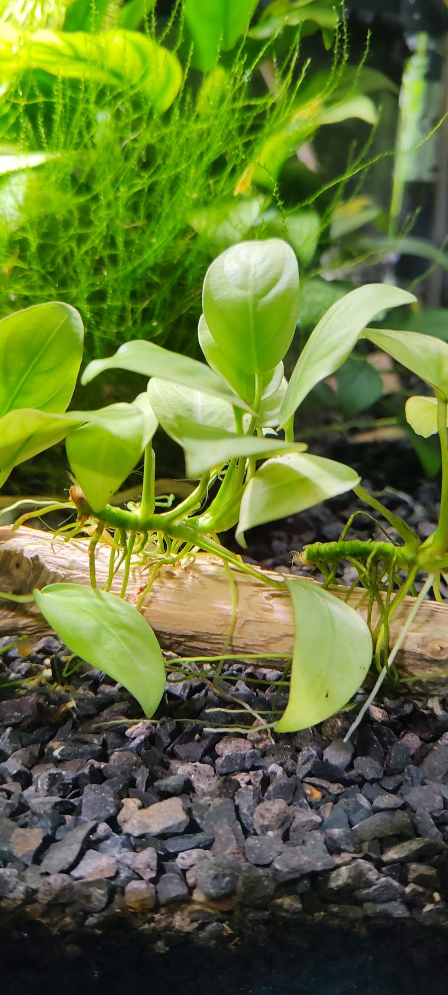 Anubias niski, var. Nana