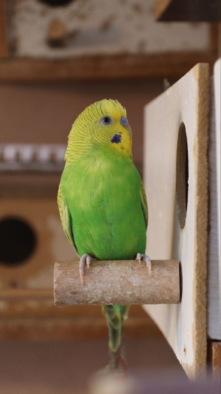 Молодий зелений хвилястий папужка