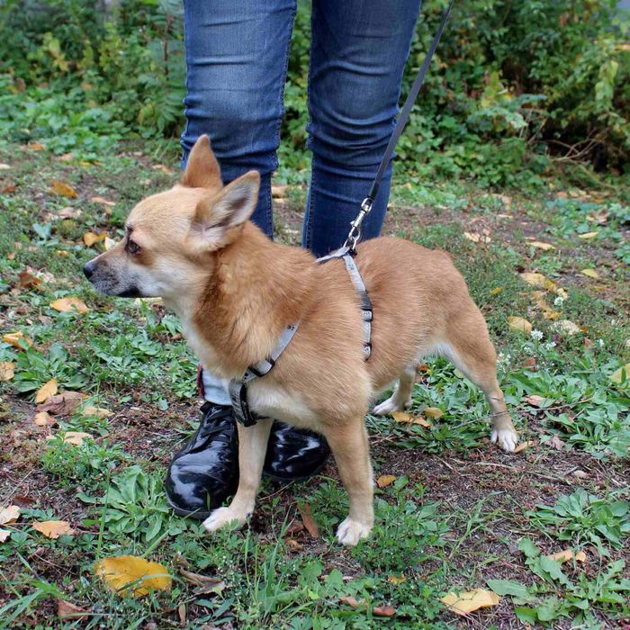 Собачке нужен дом