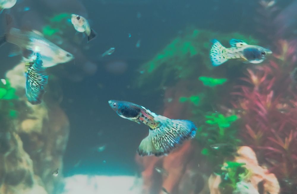 Guppys blue metal lace snakeskyn  BLACK FRIDAY