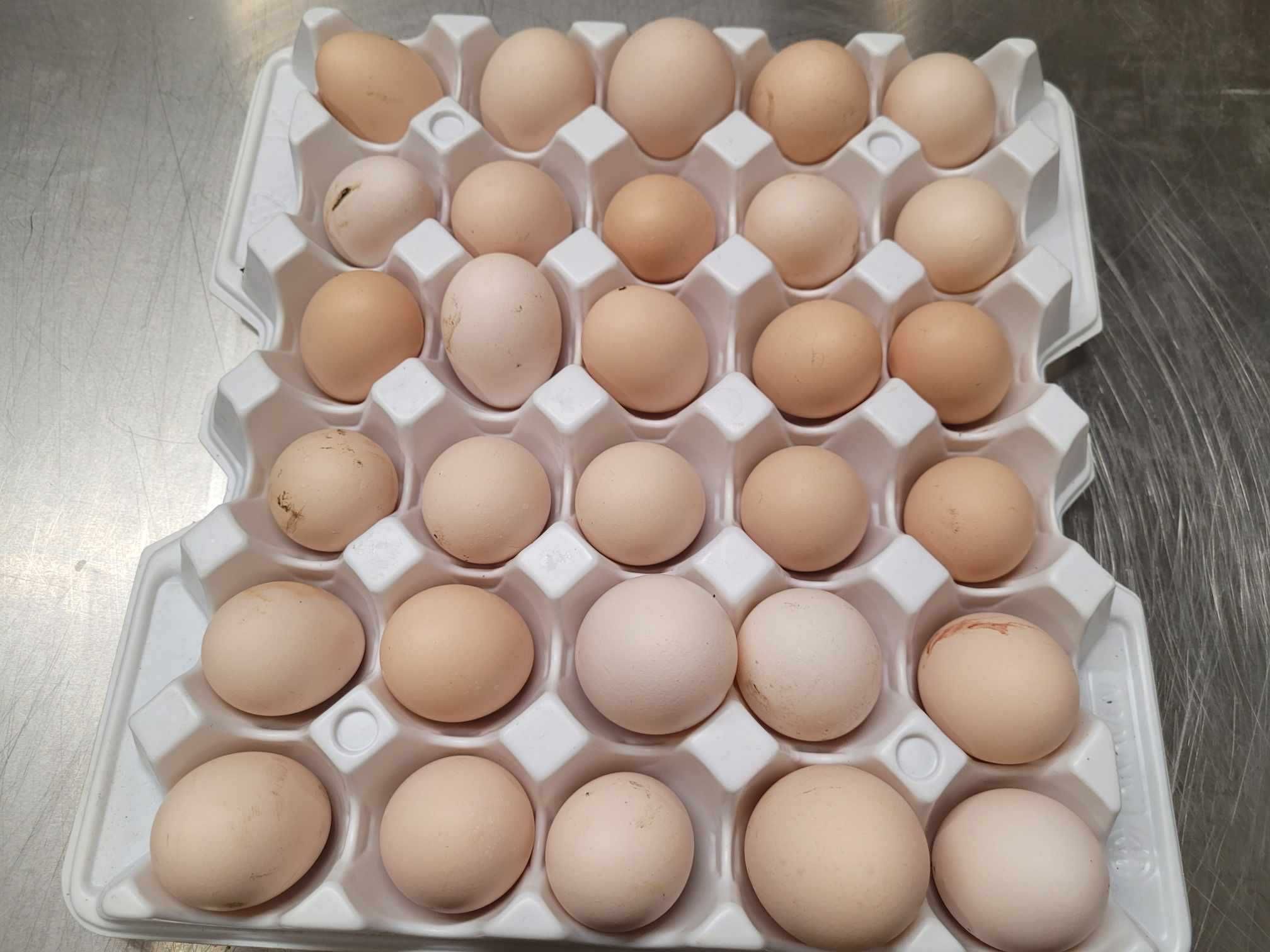 Jajka zielononóżka kuropatwiana hodowla ekstensywna naturalna