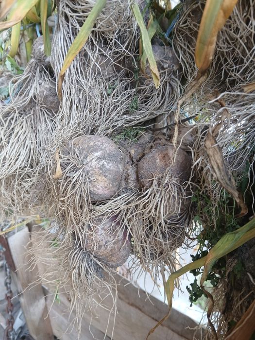 50 sztuk 5+ czosnek harnaś do sadzenia wysyłka