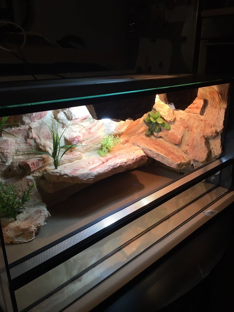 Ścianki oraz wystrój terrarium tło 3D,agama wąż gekon