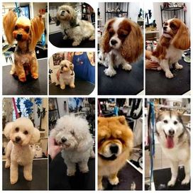 Kurs Groomingu-strzyżenie psów Zapraszamy Salon Hau-Miał