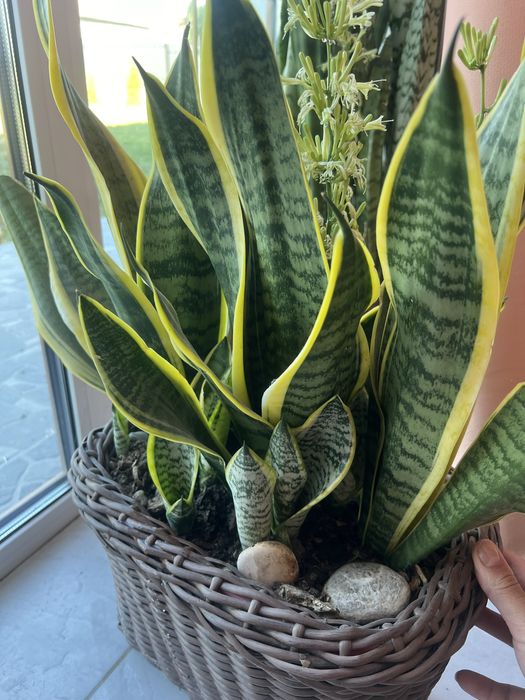 Сансевʼєрія