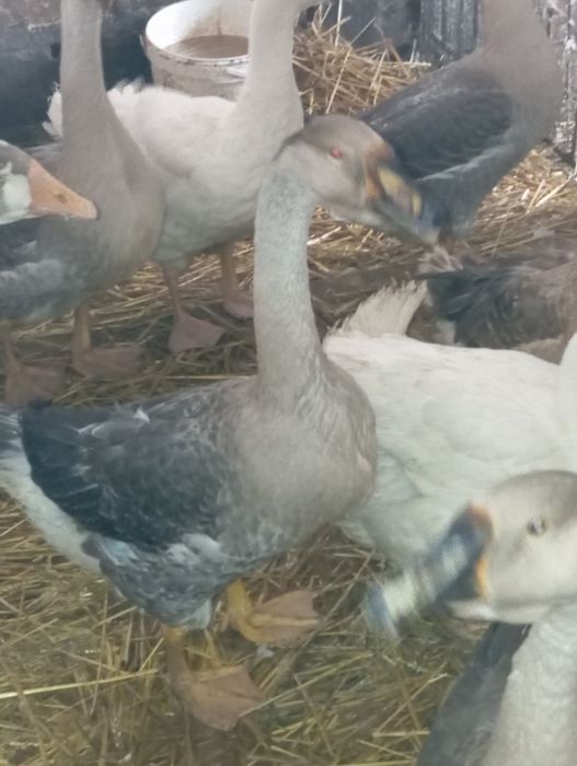 Kaczki francuskie piżmowe gęsiory kubańskie