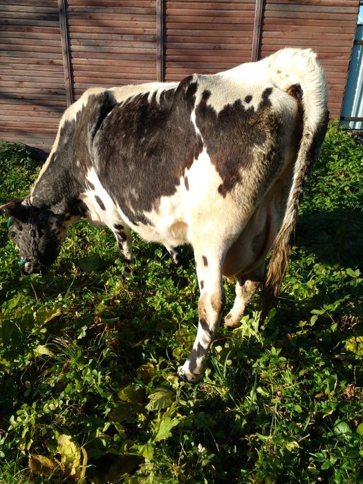 Продам     корову