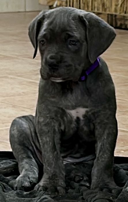 Cane Corso Italiano 800 euros