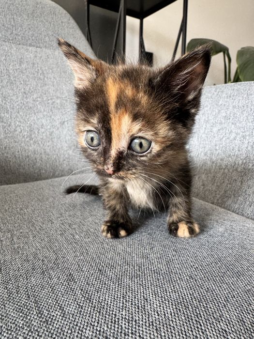 Кошенята в добрі руки