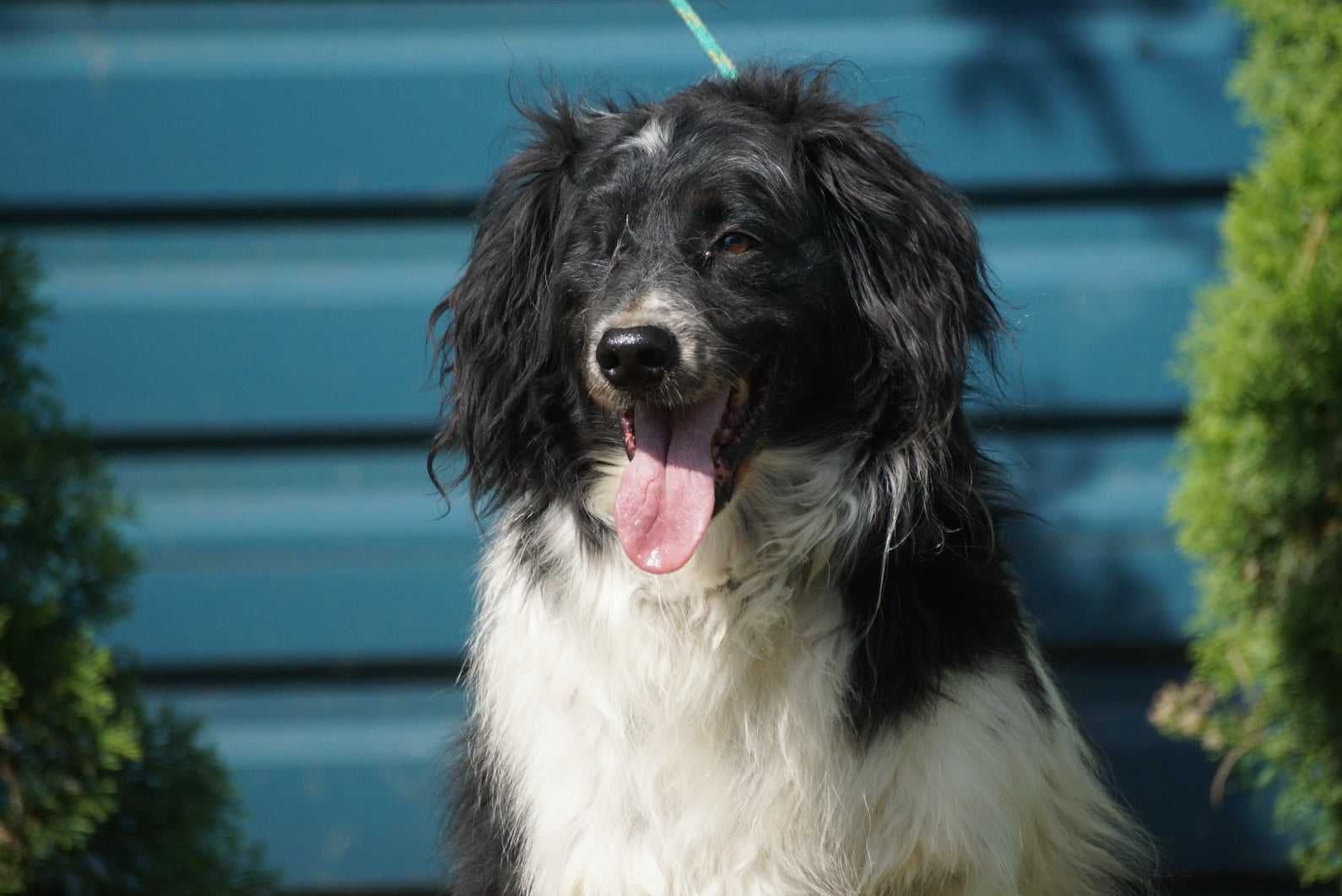 Border Collie mix Dżon szuka domu-schronisko Jasionka-aktualne