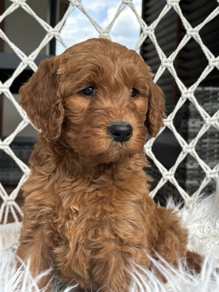 Goldendoodle suczka unikat