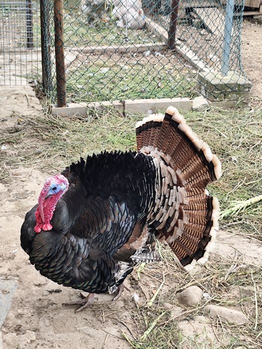 Perus com ano e meio