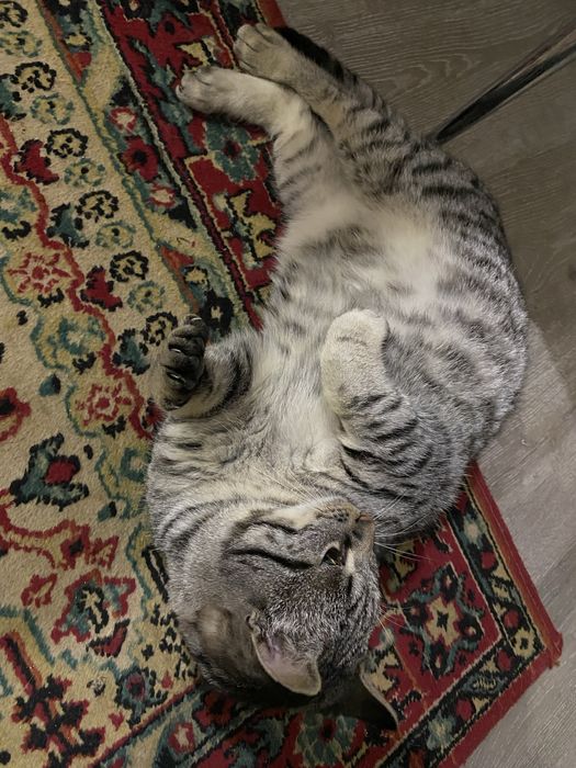 Віддам котика в добрі руки.