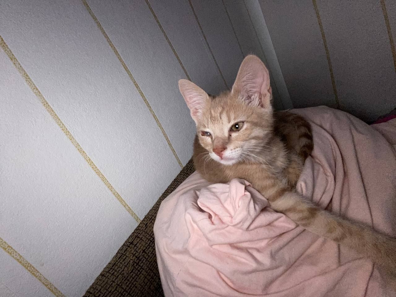 Котик віддамо в добрі руки