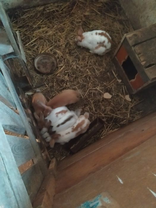 Sprzedam króliki samice