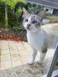 Gata para adoção