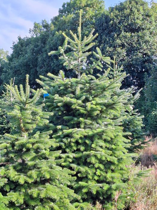 Jodła Kaukaska Cięta 300-400 cm lub w donicy 100-180 cm/ TuChoinki.pl