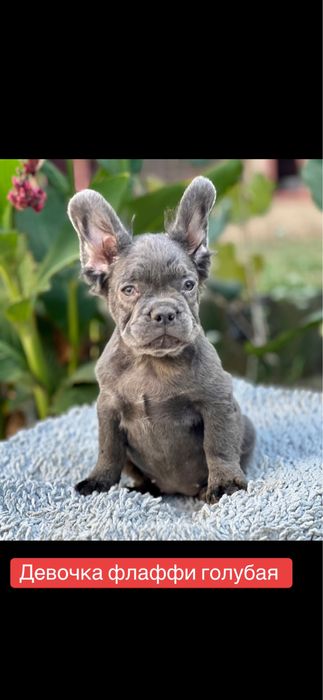 Флаффи! Голубая малышка!