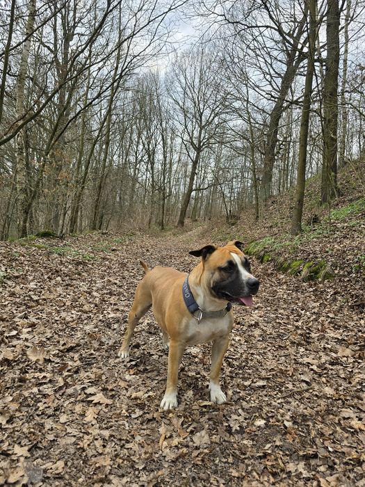 American Staffordshire Terrier FCI samiec