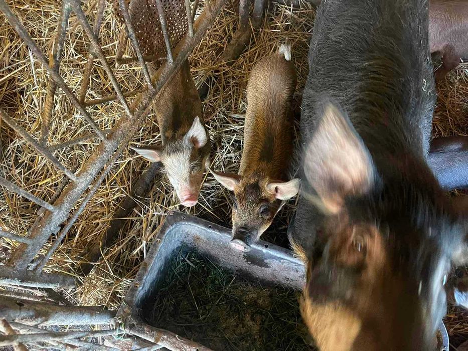 Продам поросята породи мангал дюрок