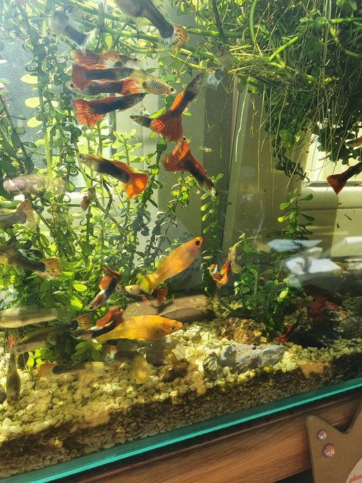 Małe gupiki rybki akwariowe własna hodowla