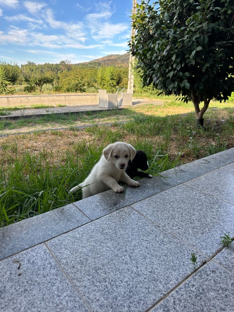 Cachorros com 2 meses
