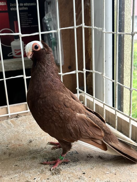 samiec kolcaty 2025r