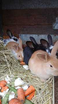 Młode króliki mieszańce