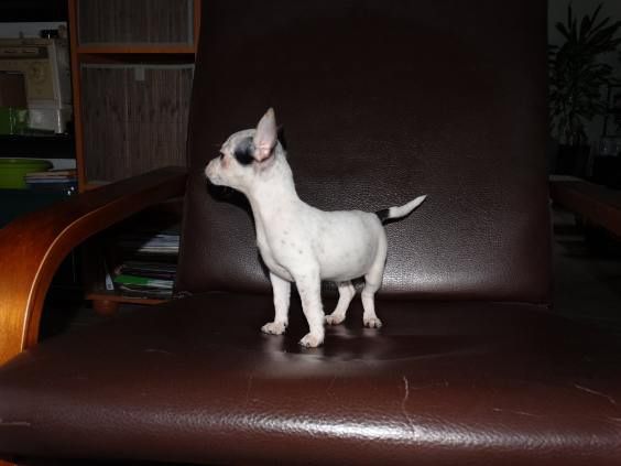 Chihuahua piesek