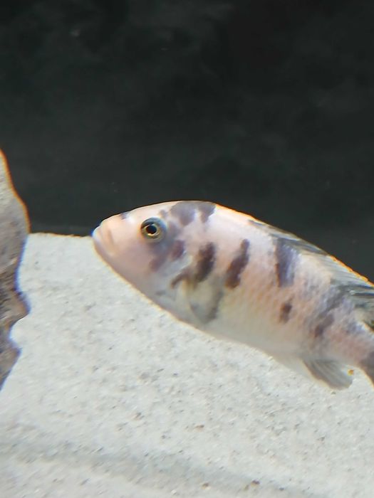 Ciclideo Metriaclima estherae ob