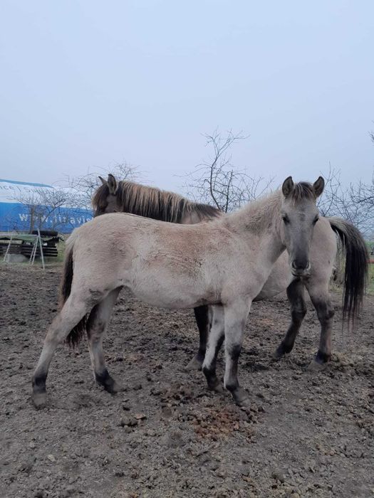 Klacz rasy konik polski