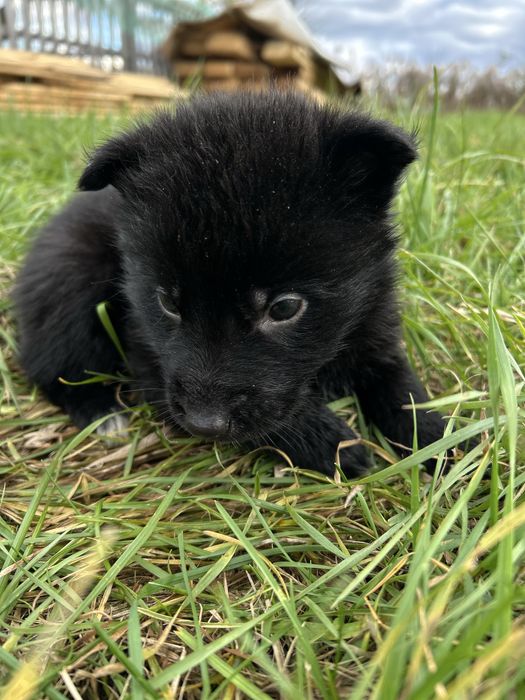 Цуценята породи німецької вівчарки