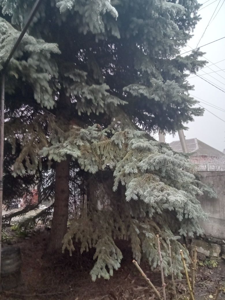 Продам ель голубую с шишками