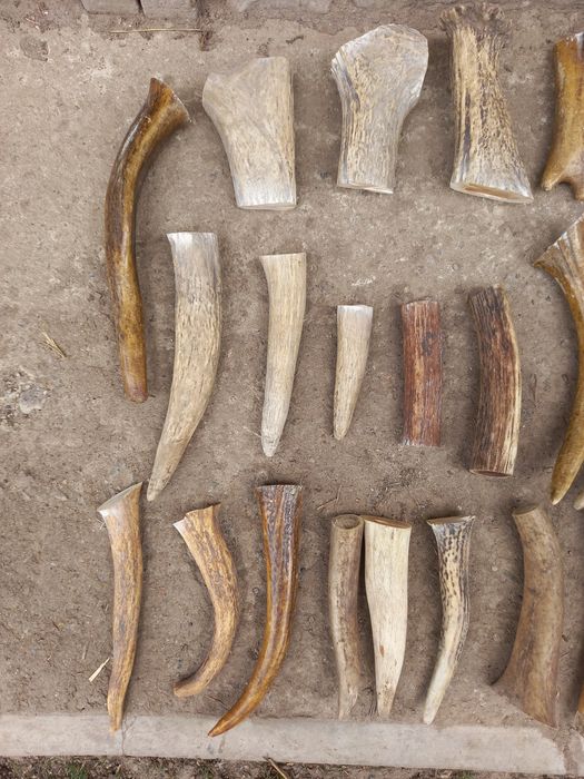 Рога для поделок