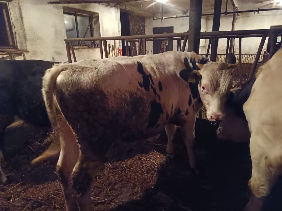 Sprzedam cielaki byczki