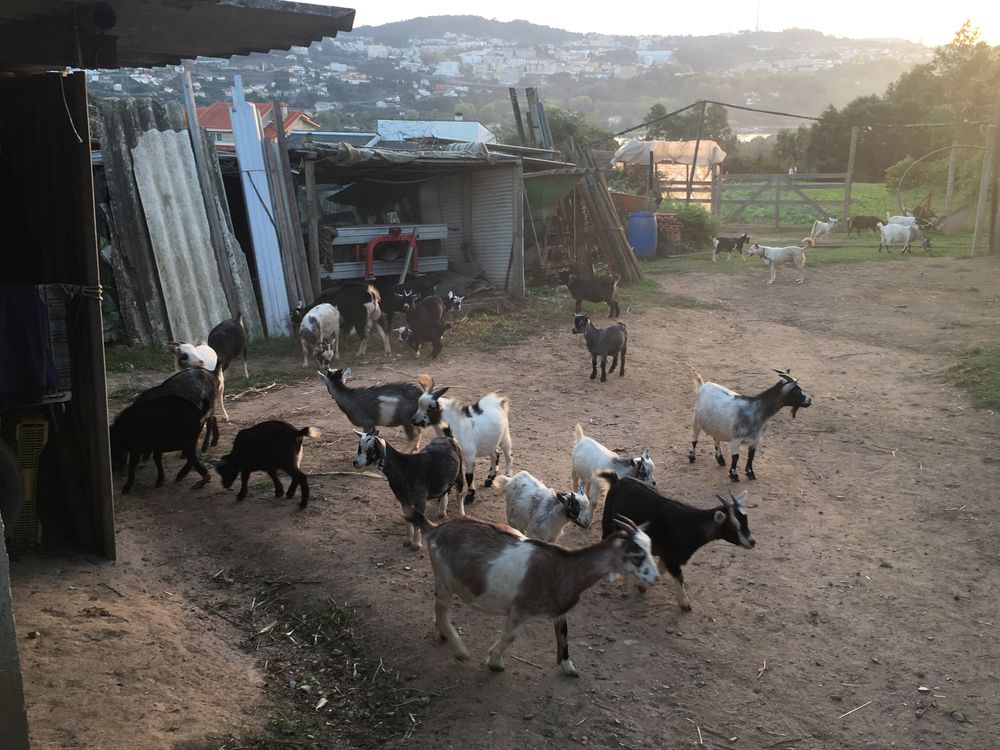 Cabras / cabritos anãs